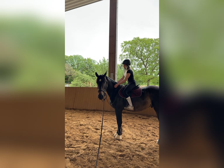 Polnisches Warmblut Mix Wallach 5 Jahre 162 cm Dunkelbrauner in Rodalben