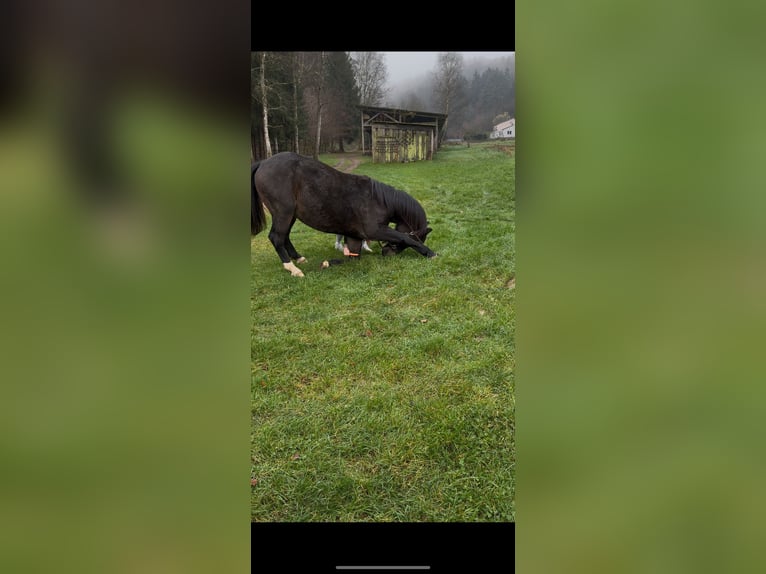Polnisches Warmblut Mix Wallach 5 Jahre 162 cm Dunkelbrauner in Rodalben