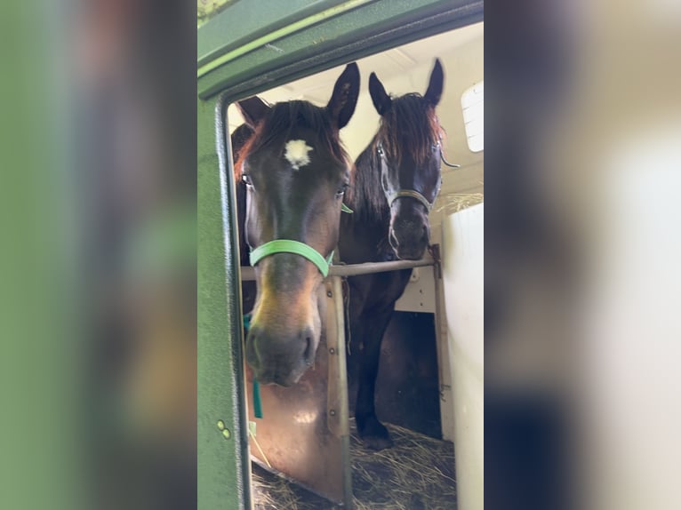 Polnisches Warmblut Mix Wallach 5 Jahre 162 cm Dunkelbrauner in Rodalben