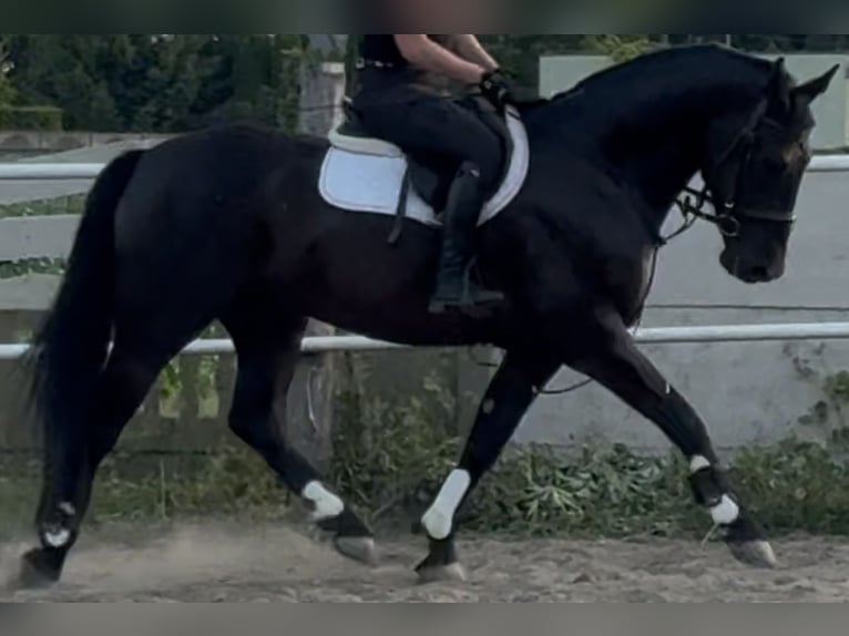 Polnisches Warmblut Wallach 5 Jahre 162 cm Rappe in Westerstede