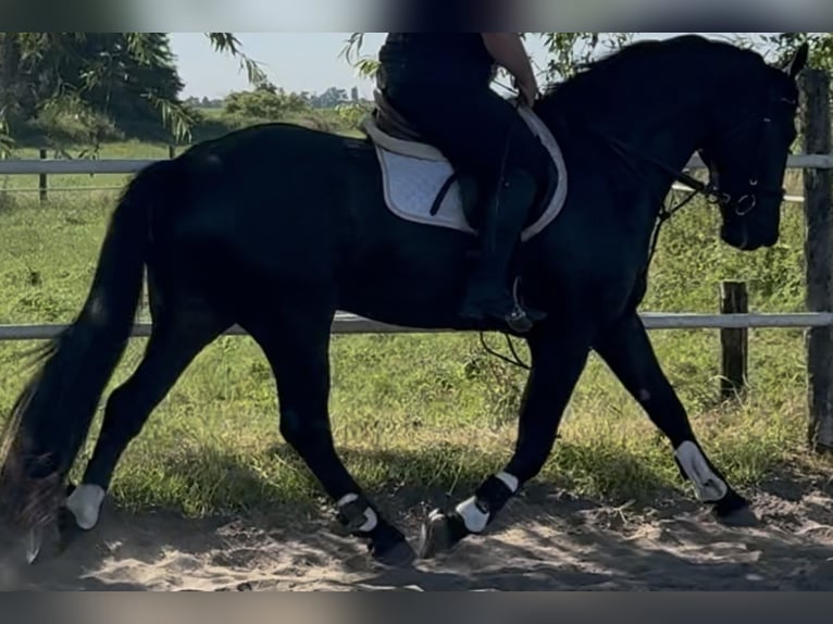 Polnisches Warmblut Wallach 5 Jahre 162 cm Rappe in Westerstede