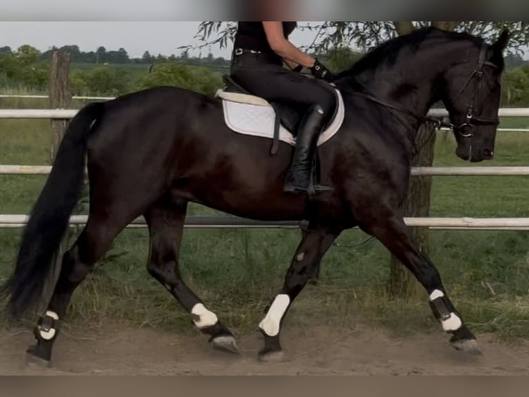 Polnisches Warmblut Wallach 5 Jahre 162 cm Rappe in Westerstede