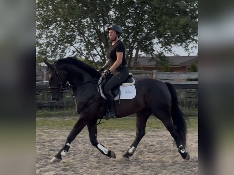 Polnisches Warmblut Wallach 5 Jahre 162 cm Rappe in Westerstede