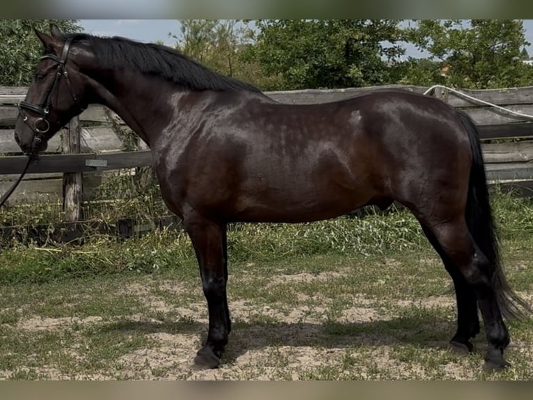Polnisches Warmblut Wallach 5 Jahre 162 cm Rappe in Westerstede