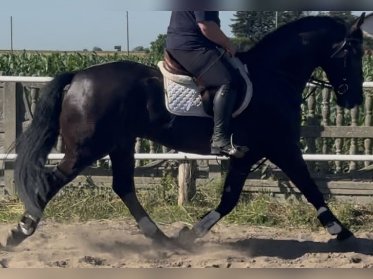 Polnisches Warmblut Wallach 5 Jahre 162 cm Rappe in Westerstede