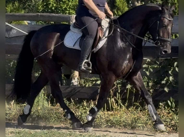 Polnisches Warmblut Wallach 5 Jahre 162 cm Rappe in Westerstede