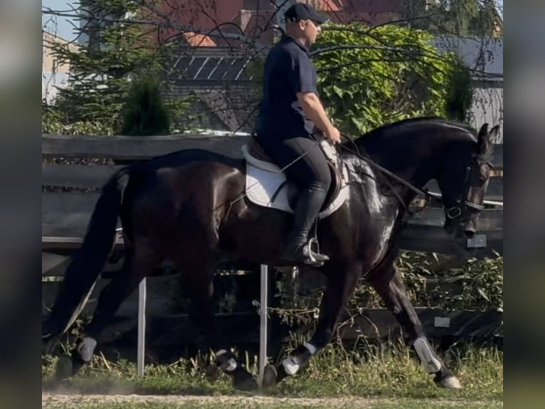 Polnisches Warmblut Wallach 5 Jahre 162 cm Rappe in Westerstede