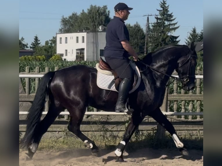 Polnisches Warmblut Wallach 5 Jahre 162 cm Rappe in Westerstede
