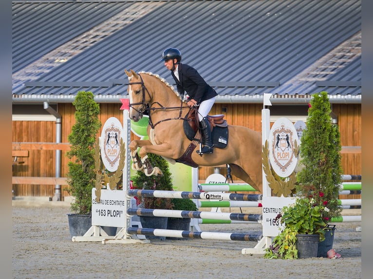 Polnisches Warmblut Wallach 5 Jahre 164 cm Palomino in Bucharest