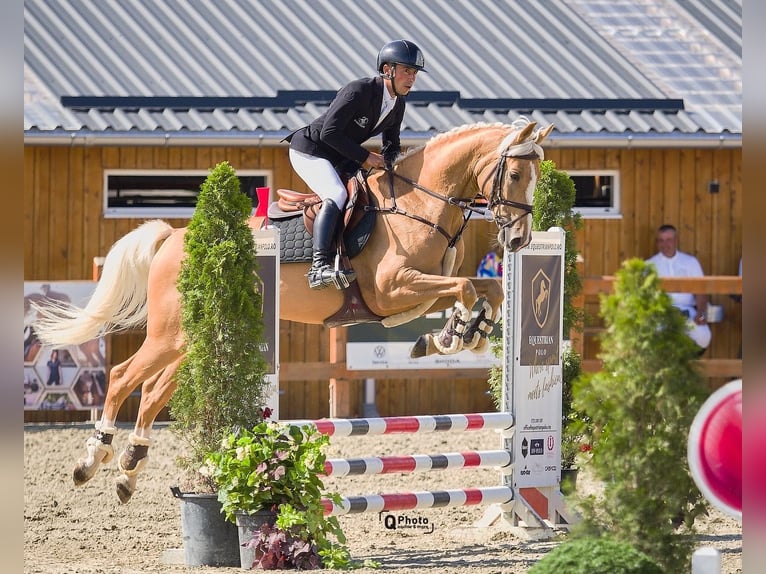 Polnisches Warmblut Wallach 5 Jahre 164 cm Palomino in Kronenberg