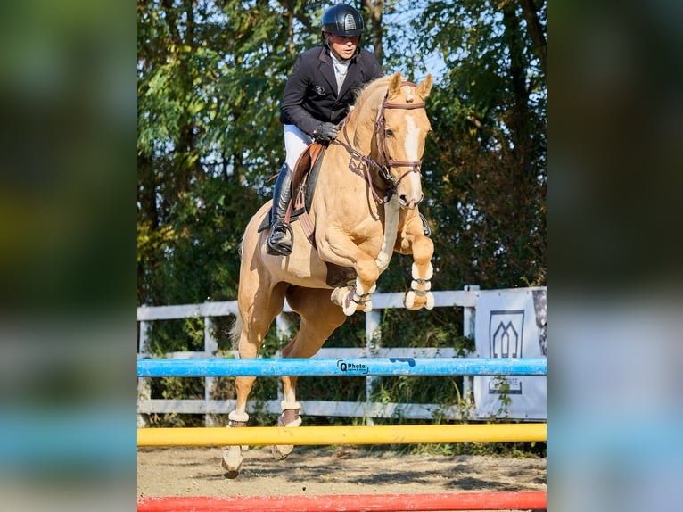 Polnisches Warmblut Wallach 5 Jahre 164 cm Palomino in Kronenberg