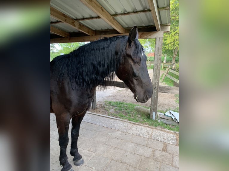 Polnisches Warmblut Wallach 5 Jahre 164 cm Rappe in Ostrhauderfehn