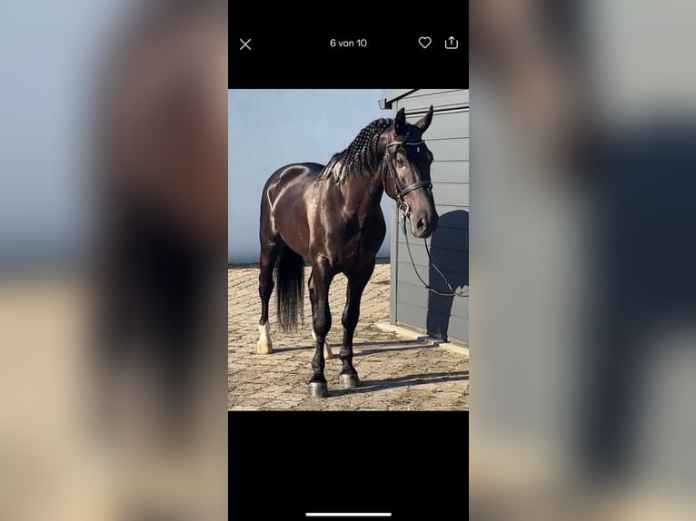 Polnisches Warmblut Wallach 5 Jahre 164 cm Rappe in Ostrhauderfehn