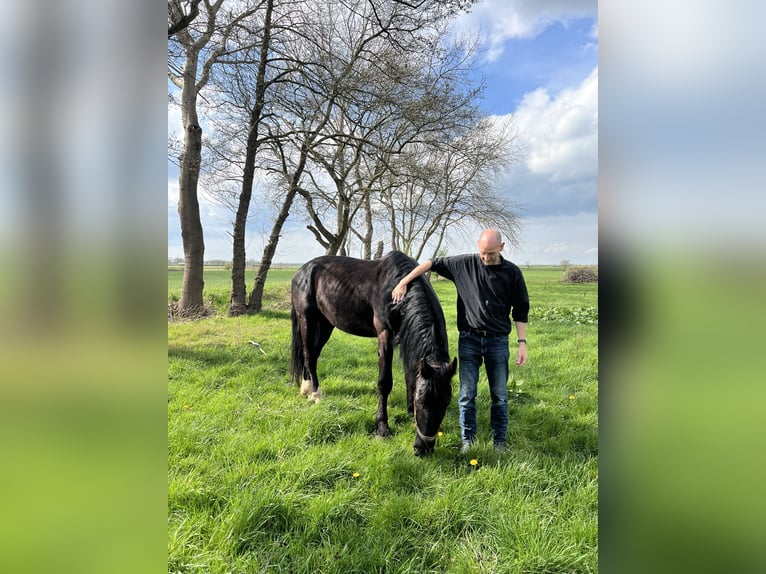 Polnisches Warmblut Wallach 5 Jahre 164 cm Rappe in Ostrhauderfehn
