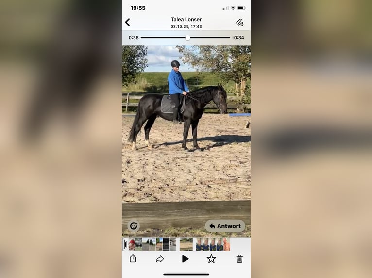 Polnisches Warmblut Wallach 5 Jahre 164 cm Rappe in Ostrhauderfehn