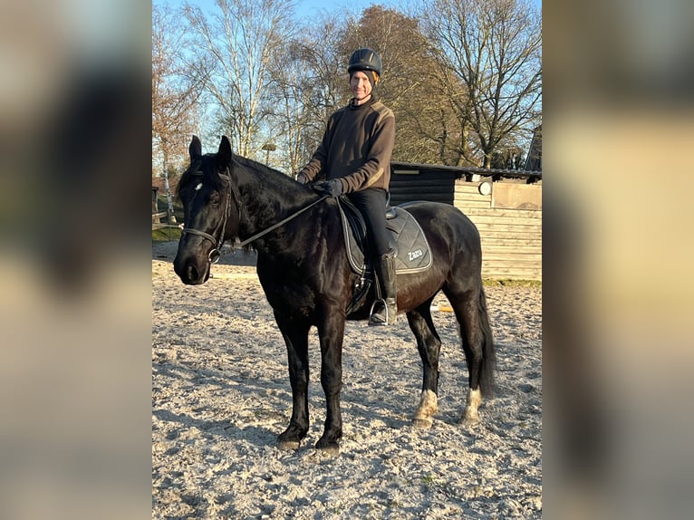 Polnisches Warmblut Wallach 5 Jahre 164 cm Rappe in Ostrhauderfehn