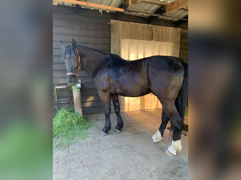 Polnisches Warmblut Wallach 5 Jahre 164 cm Rappe in Ostrhauderfehn