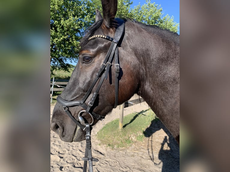 Polnisches Warmblut Wallach 5 Jahre 164 cm Rappe in Ostrhauderfehn