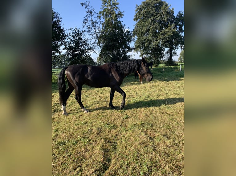 Polnisches Warmblut Wallach 5 Jahre 164 cm Rappe in Ostrhauderfehn