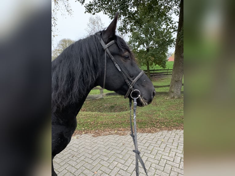 Polnisches Warmblut Wallach 5 Jahre 164 cm Rappe in Ostrhauderfehn