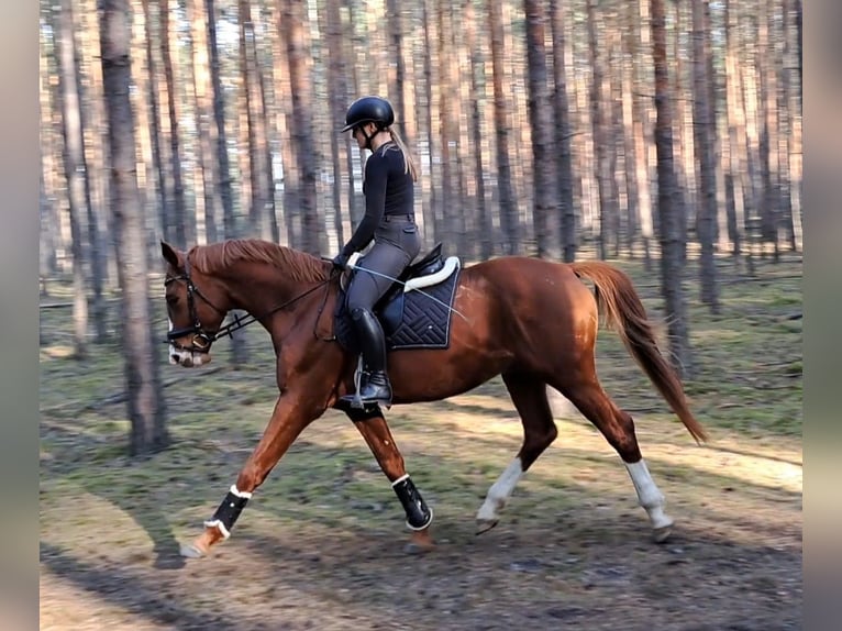 Polnisches Warmblut Wallach 5 Jahre 165 cm Fuchs in Forst