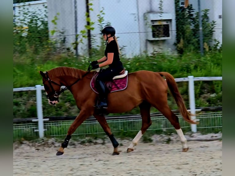 Polnisches Warmblut Wallach 5 Jahre 165 cm Fuchs in Forst