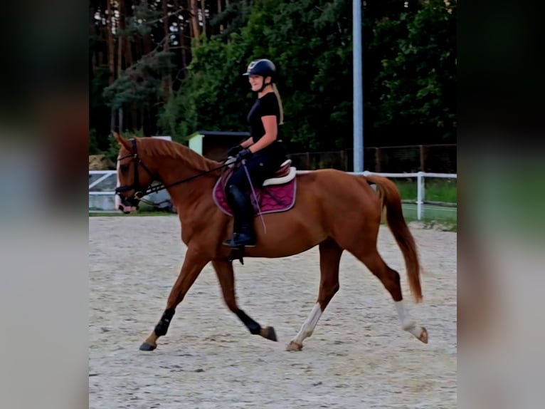 Polnisches Warmblut Wallach 5 Jahre 165 cm Fuchs in Forst