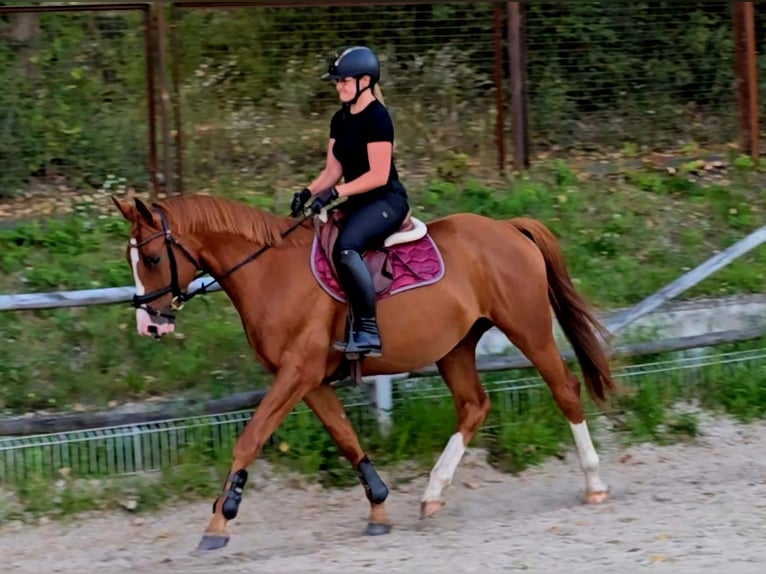 Polnisches Warmblut Wallach 5 Jahre 165 cm Fuchs in Forst