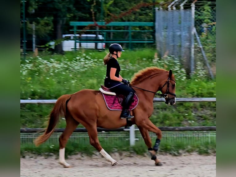 Polnisches Warmblut Wallach 5 Jahre 165 cm Fuchs in Forst