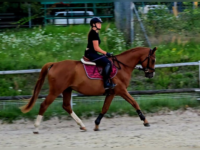 Polnisches Warmblut Wallach 5 Jahre 165 cm Fuchs in Forst