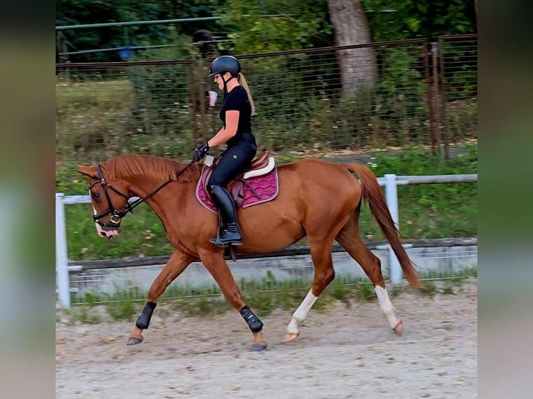 Polnisches Warmblut Wallach 5 Jahre 165 cm Fuchs in Forst