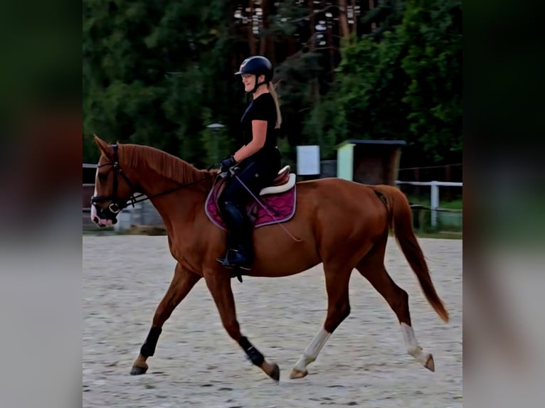 Polnisches Warmblut Wallach 5 Jahre 165 cm Fuchs in Forst
