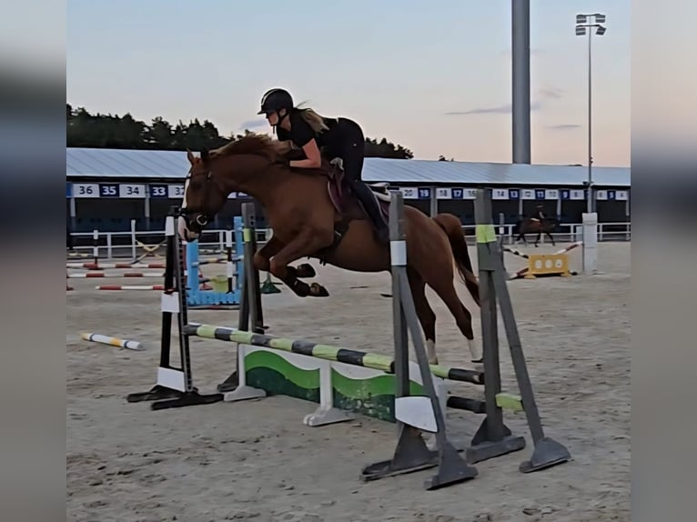 Polnisches Warmblut Wallach 5 Jahre 165 cm Fuchs in Forst
