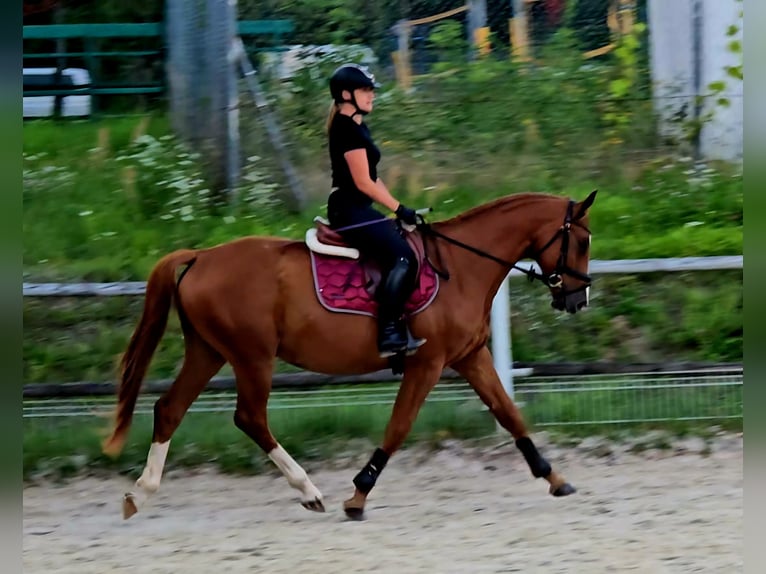 Polnisches Warmblut Wallach 5 Jahre 165 cm Fuchs in Forst