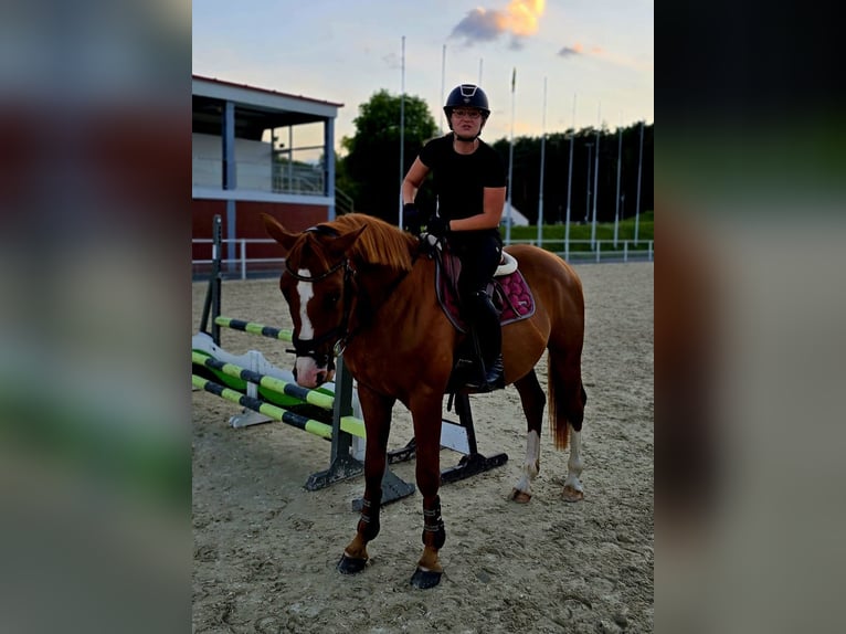 Polnisches Warmblut Wallach 5 Jahre 165 cm Fuchs in Forst