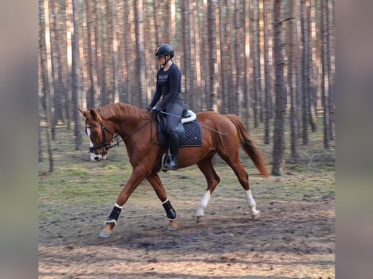 Polnisches Warmblut Wallach 5 Jahre 165 cm Fuchs in Forst