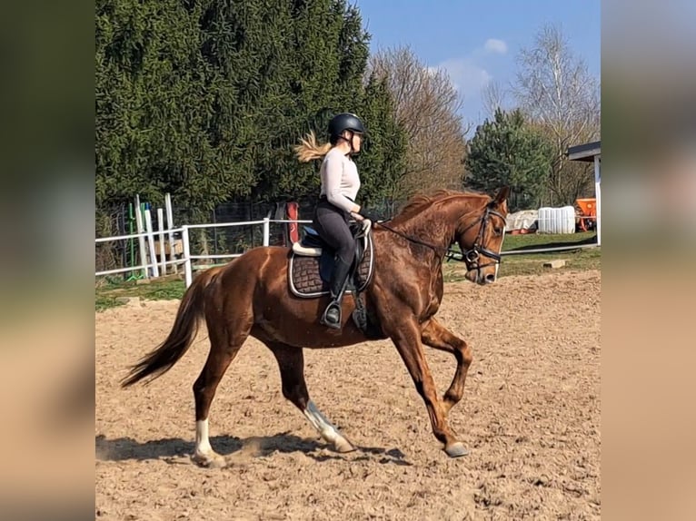 Polnisches Warmblut Wallach 5 Jahre 165 cm Fuchs in Forst