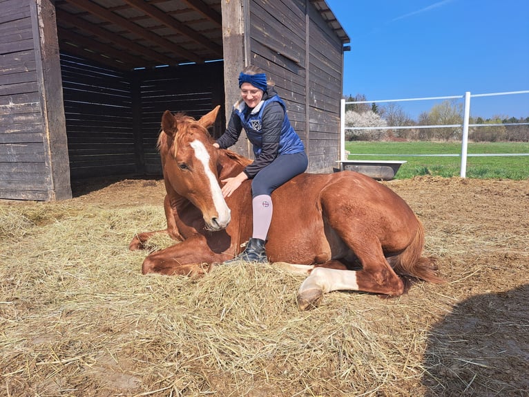 Polnisches Warmblut Wallach 5 Jahre 165 cm Fuchs in Forst