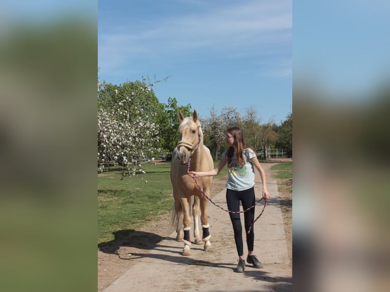 Polnisches Warmblut Wallach 5 Jahre 165 cm Palomino in Obertshausen