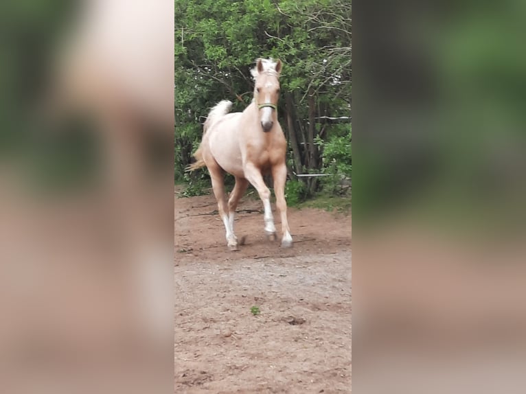 Polnisches Warmblut Wallach 5 Jahre 165 cm Palomino in Obertshausen