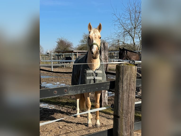Polnisches Warmblut Wallach 5 Jahre 165 cm Palomino in Obertshausen