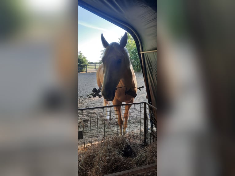 Polnisches Warmblut Wallach 5 Jahre 165 cm Palomino in Obertshausen