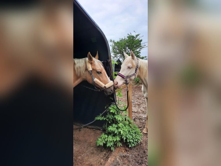 Polnisches Warmblut Wallach 5 Jahre 165 cm Palomino in Obertshausen