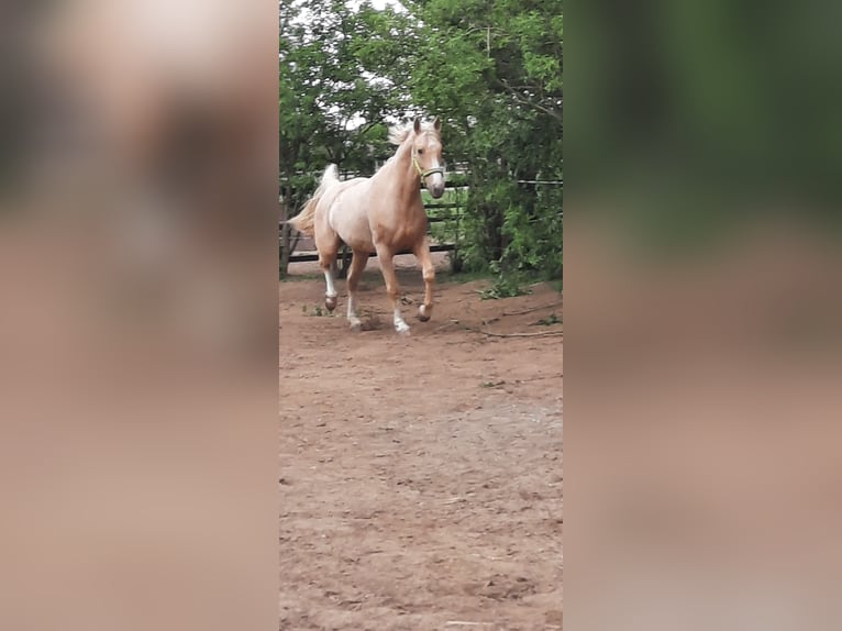 Polnisches Warmblut Wallach 5 Jahre 165 cm Palomino in Obertshausen