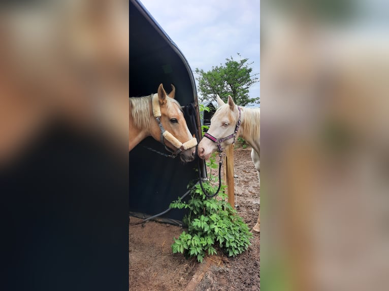 Polnisches Warmblut Wallach 5 Jahre 165 cm Palomino in Obertshausen