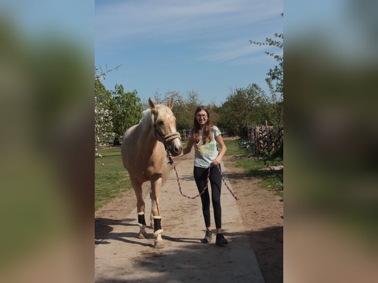 Polnisches Warmblut Wallach 5 Jahre 165 cm Palomino in Obertshausen