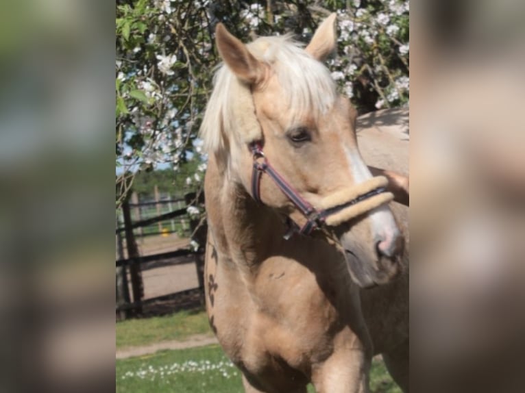 Polnisches Warmblut Wallach 5 Jahre 165 cm Palomino in Obertshausen