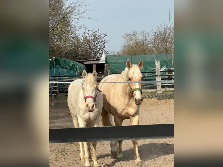 Polnisches Warmblut Wallach 5 Jahre 165 cm Palomino in Obertshausen