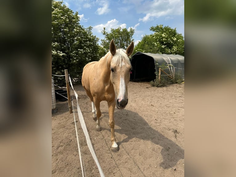 Polnisches Warmblut Wallach 5 Jahre 165 cm Palomino in Obertshausen