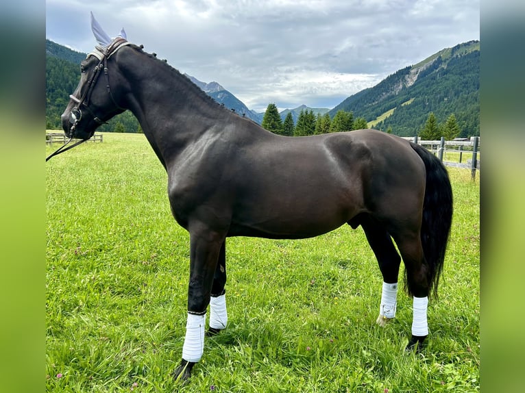 Polnisches Warmblut Wallach 5 Jahre 166 cm Rappe in Nesselw&#xE4;ngle